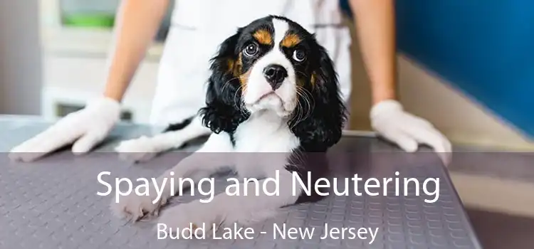 Spaying and Neutering Budd Lake - New Jersey