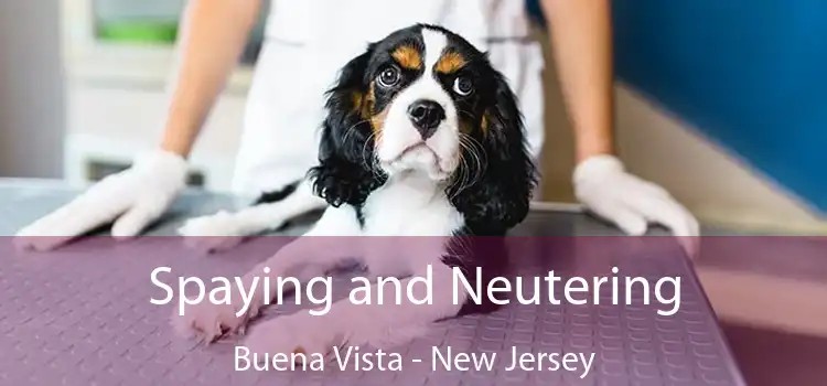 Spaying and Neutering Buena Vista - New Jersey