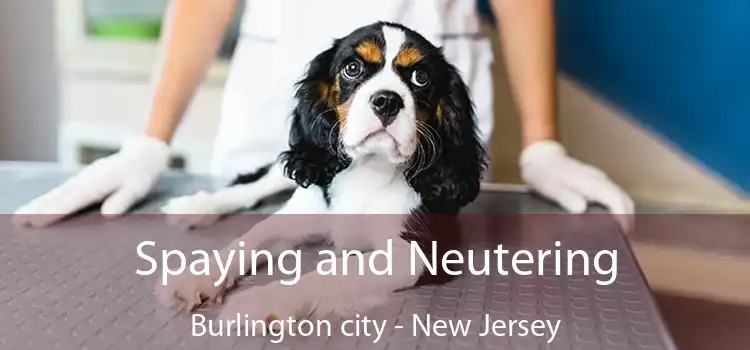 Spaying and Neutering Burlington city - New Jersey