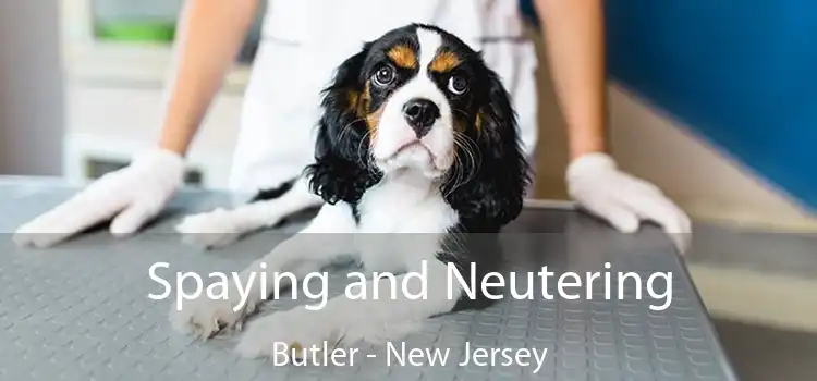 Spaying and Neutering Butler - New Jersey