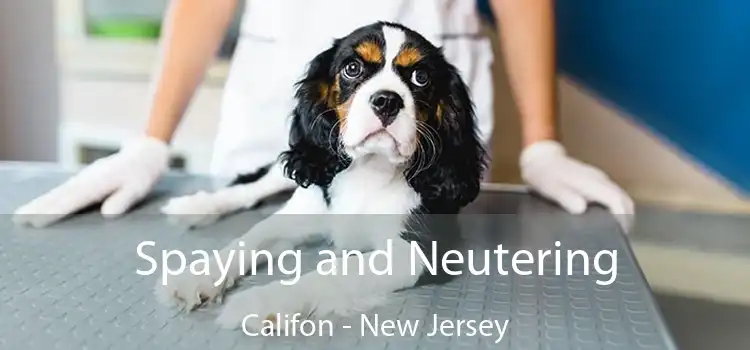 Spaying and Neutering Califon - New Jersey