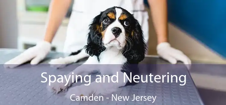 Spaying and Neutering Camden - New Jersey