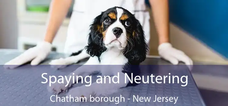 Spaying and Neutering Chatham borough - New Jersey