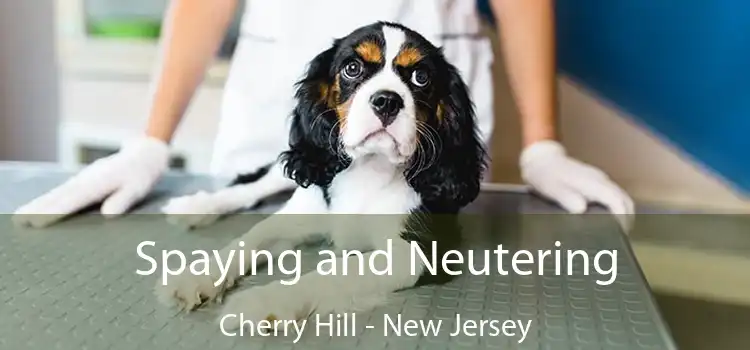 Spaying and Neutering Cherry Hill - New Jersey