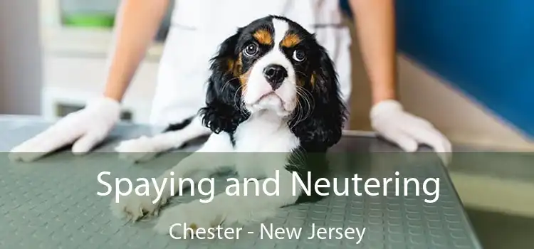 Spaying and Neutering Chester - New Jersey