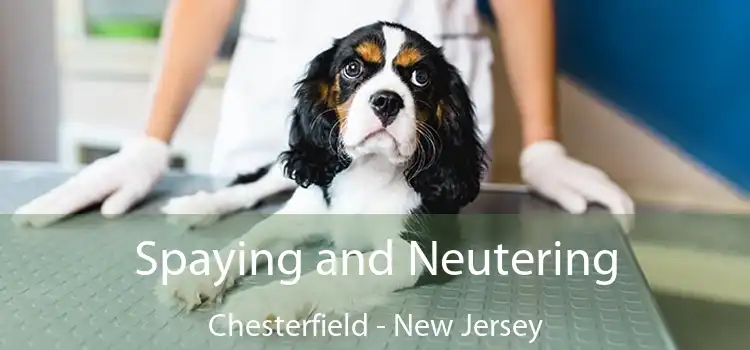 Spaying and Neutering Chesterfield - New Jersey