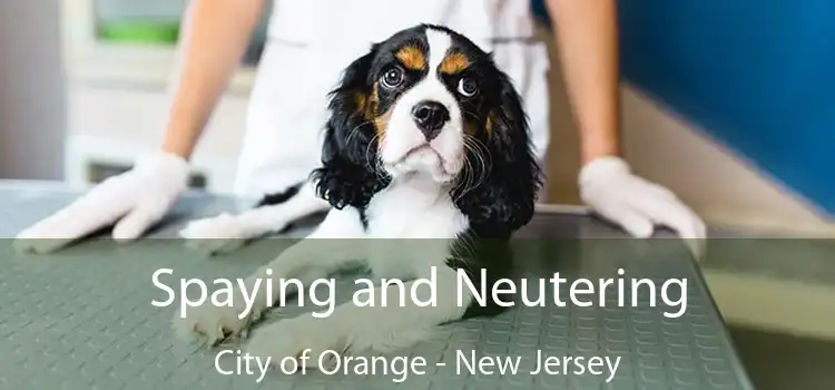 Spaying and Neutering City of Orange - New Jersey