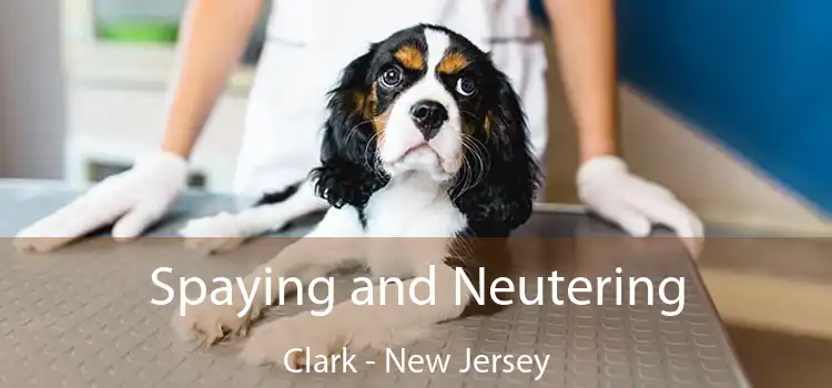 Spaying and Neutering Clark - New Jersey