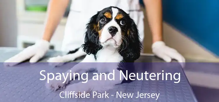 Spaying and Neutering Cliffside Park - New Jersey