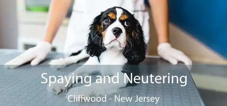 Spaying and Neutering Cliffwood - New Jersey