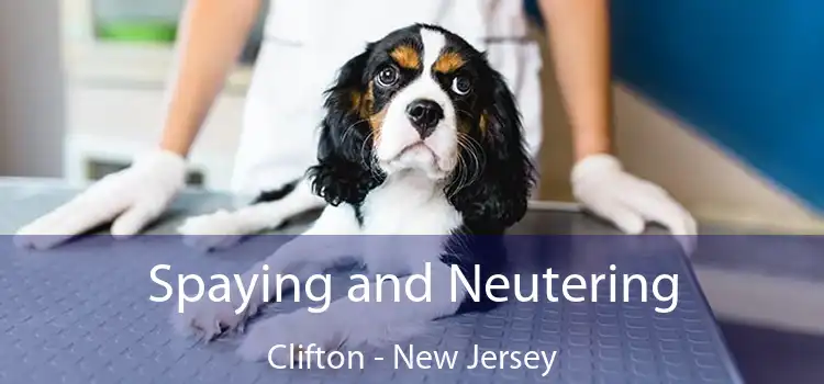 Spaying and Neutering Clifton - New Jersey