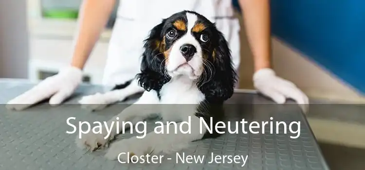 Spaying and Neutering Closter - New Jersey