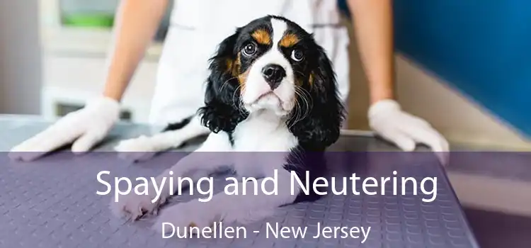 Spaying and Neutering Dunellen - New Jersey