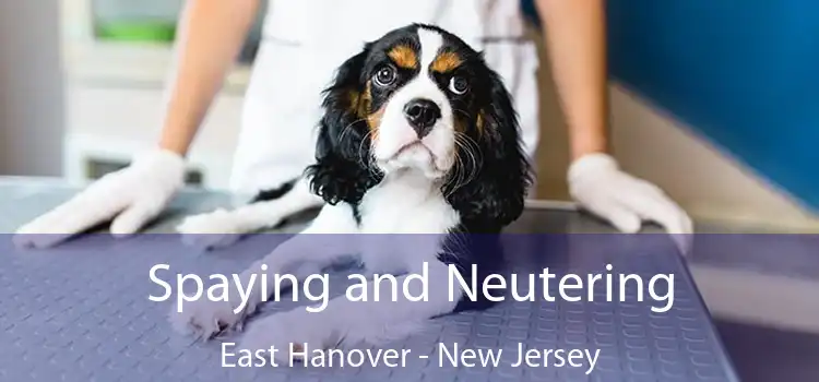 Spaying and Neutering East Hanover - New Jersey