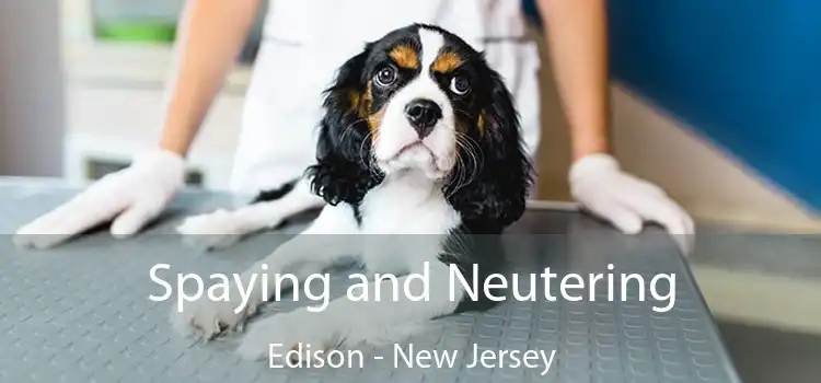 Spaying and Neutering Edison - New Jersey