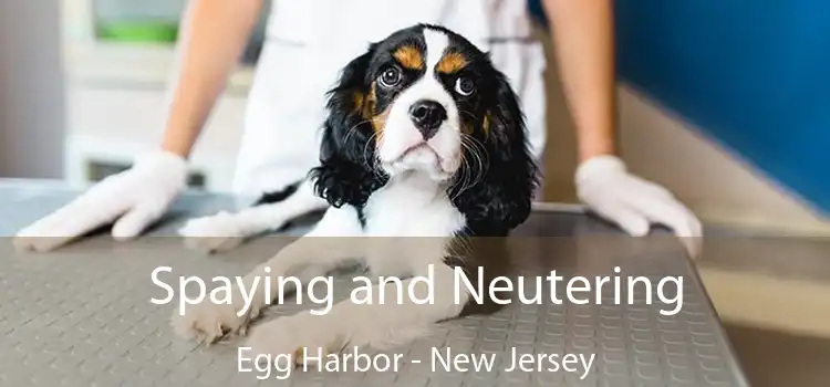 Spaying and Neutering Egg Harbor - New Jersey