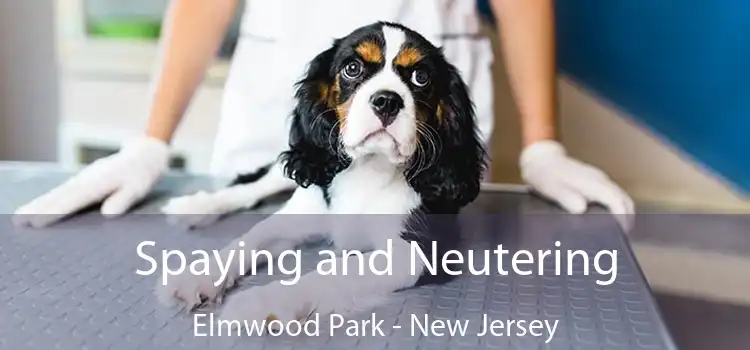 Spaying and Neutering Elmwood Park - New Jersey