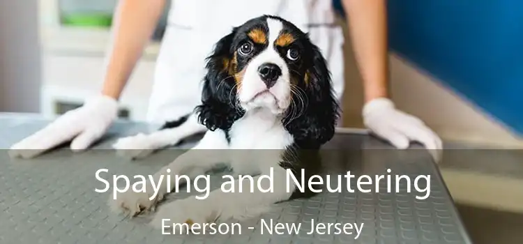 Spaying and Neutering Emerson - New Jersey