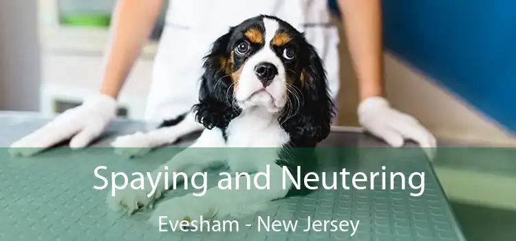 Spaying and Neutering Evesham - New Jersey