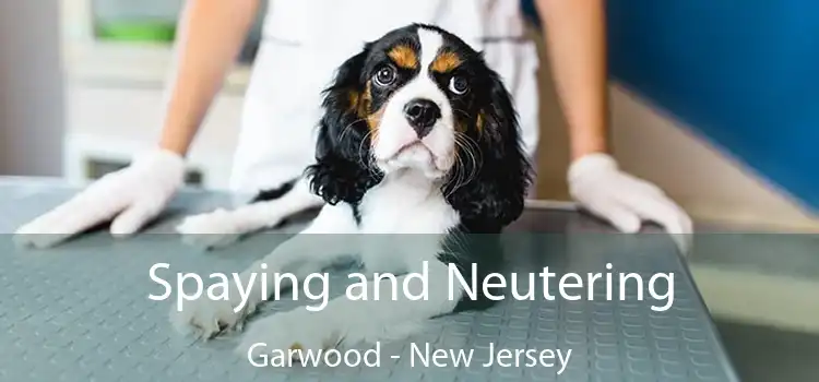 Spaying and Neutering Garwood - New Jersey