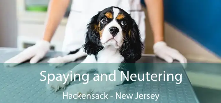 Spaying and Neutering Hackensack - New Jersey