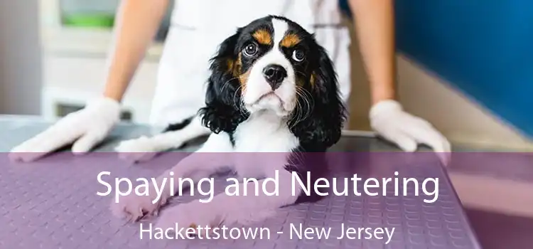 Spaying and Neutering Hackettstown - New Jersey