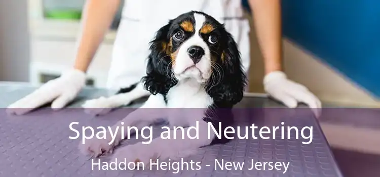 Spaying and Neutering Haddon Heights - New Jersey