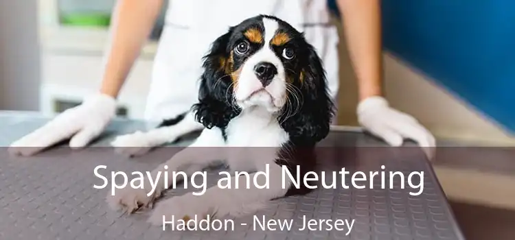 Spaying and Neutering Haddon - New Jersey