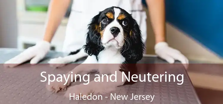 Spaying and Neutering Haledon - New Jersey