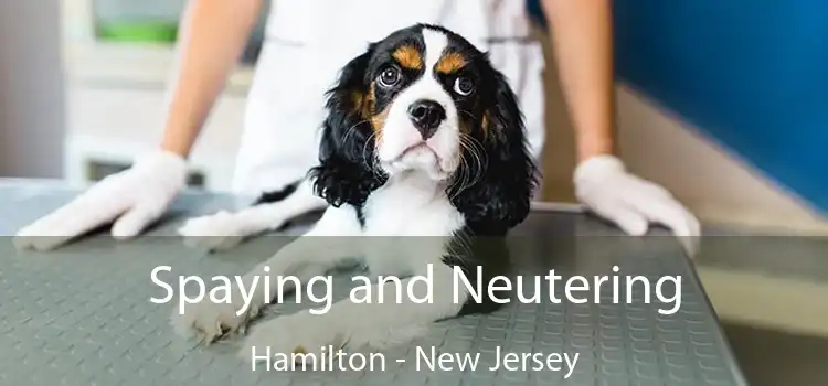 Spaying and Neutering Hamilton - New Jersey