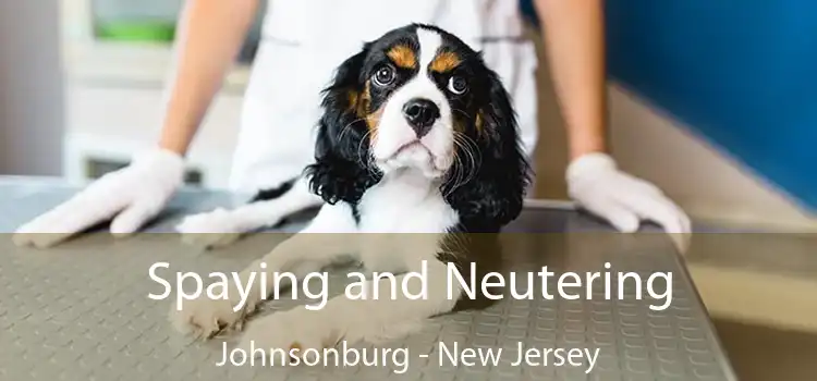 Spaying and Neutering Johnsonburg - New Jersey