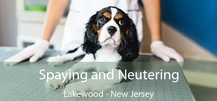 Spaying and Neutering Lakewood - New Jersey