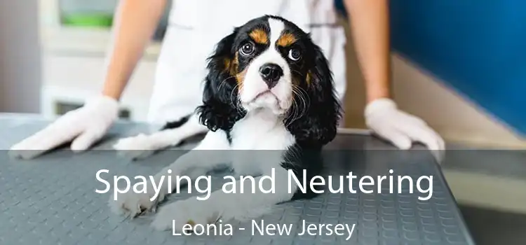 Spaying and Neutering Leonia - New Jersey