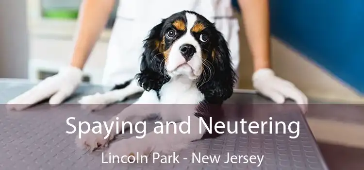 Spaying and Neutering Lincoln Park - New Jersey