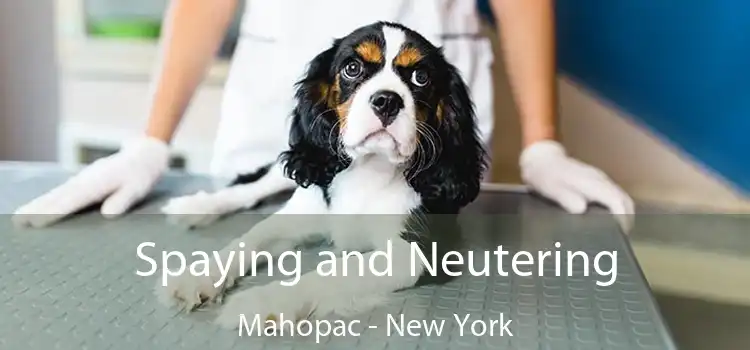 Spaying and Neutering Mahopac - New York