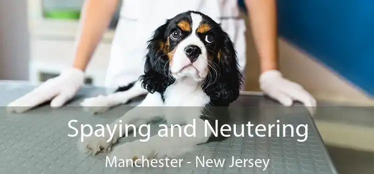 Spaying and Neutering Manchester - New Jersey