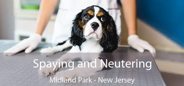 Spaying and Neutering Midland Park - New Jersey