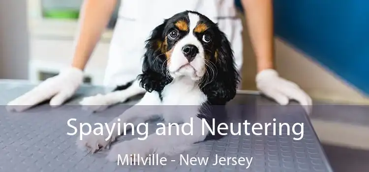 Spaying and Neutering Millville - New Jersey