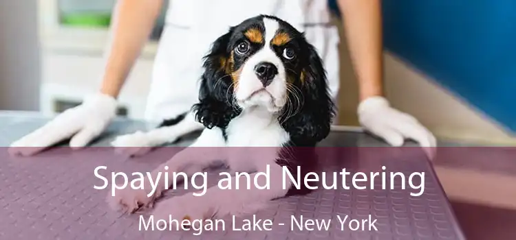 Spaying and Neutering Mohegan Lake - New York