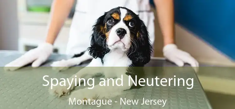 Spaying and Neutering Montague - New Jersey