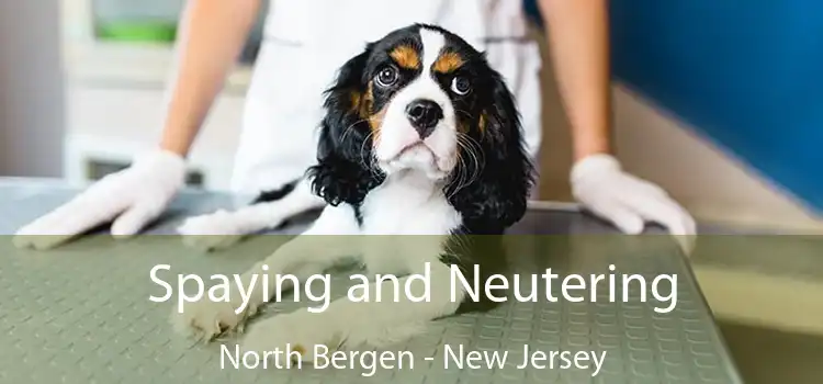 Spaying and Neutering North Bergen - New Jersey