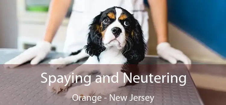 Spaying and Neutering Orange - New Jersey