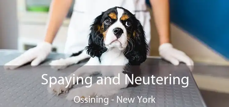 Spaying and Neutering Ossining - New York