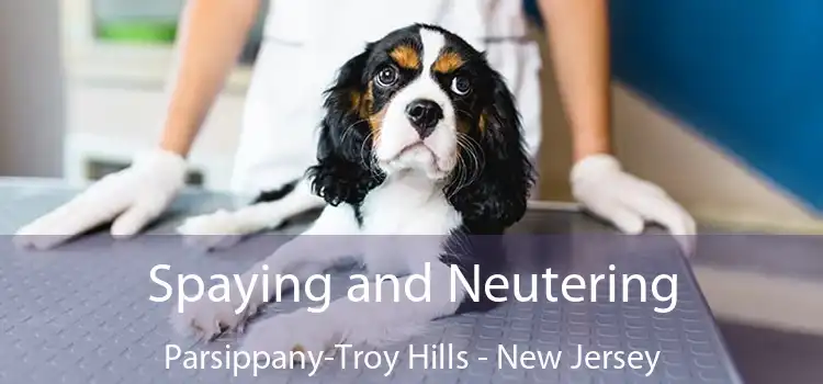 Spaying and Neutering Parsippany-Troy Hills - New Jersey