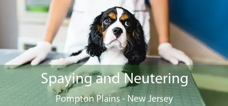 Spaying and Neutering Pompton Plains - New Jersey