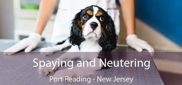 Spaying and Neutering Port Reading - New Jersey