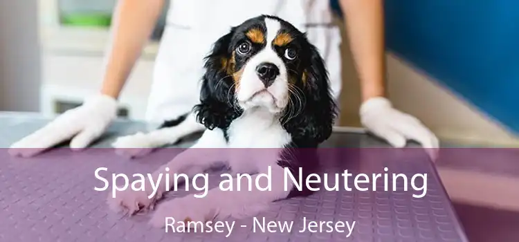 Spaying and Neutering Ramsey - New Jersey