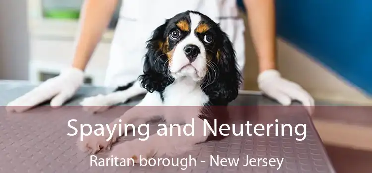 Spaying and Neutering Raritan borough - New Jersey