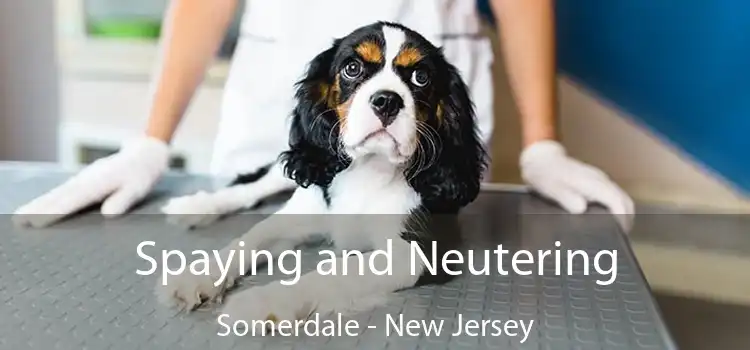 Spaying and Neutering Somerdale - New Jersey