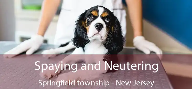 Spaying and Neutering Springfield township - New Jersey